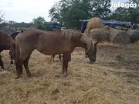 公马, Horses — 照片 4