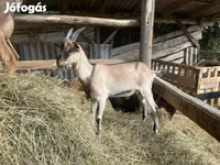 Jarac, Saanen goat — fotografija 5