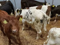 公牛, Simmental cattle — 照片 1