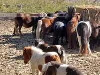 Horse (M), Horses — photo 5