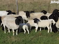 Oveja, Dorper sheep — foto 1