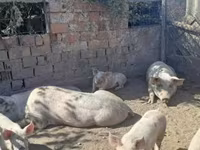 خنازير (دفعة، الجنس غير محدد), الخنازير — الصورة 3