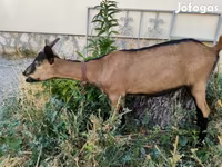 बकरी, Alpine goat — फ़ोटो 2