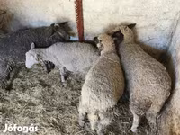 母羊, Sheep — 照片 2