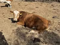公牛, Limousin cow — 照片 6
