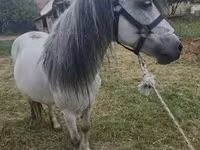 At, Atlar — foto 4