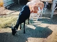 Koza, Nubian Goat — zdjęcie 2