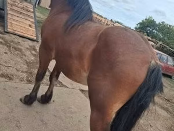 Cavalo, Cavalos — Hungria