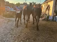Pastuv, Lipizzaner — fotografija 3