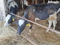 ثور, Simmental cattle — الصورة 1