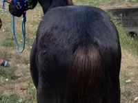 Aygʻir, Dutch warmblood horse — 3-rasm