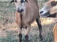 Bélier, Cameroon sheep — photo 2