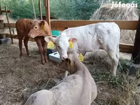 Touro, Simmental cattle — foto 6