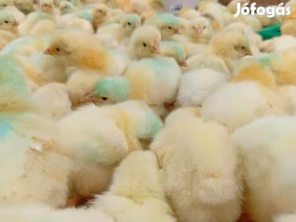 Chickens
