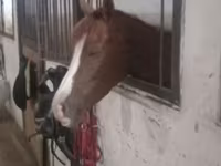 Kobila, Karabakh horse — fotografija 1