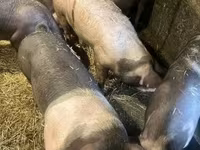 Cerdos (lote, sexo no especificado), Cerdos — foto 1