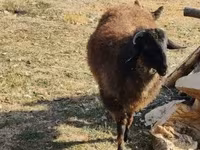 Widder, Tsigai sheep — Foto 6