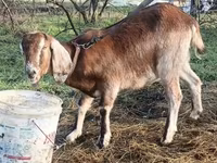 عنزة, Saanen goat — الصورة 8