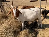 Cabra, Boer goat — foto 1