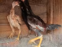 Chickens — foto 2