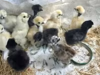 Chickens — zdjęcie 4
