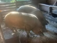 Schweine (Partie, Geschlecht nicht angegeben), Schweine — Foto 4