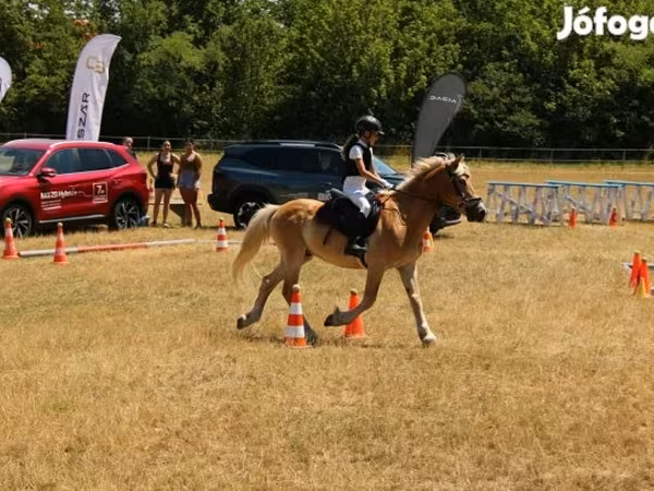 Hengst, Haflinger