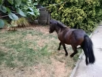 حصان, Shetland Pony — الصورة 7