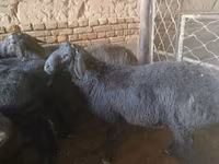 Ovan, Rhon sheep — fotografija 3