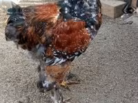 Brahma — zdjęcie 4