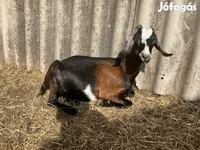 Jarac, Saanen goat — fotografija 4