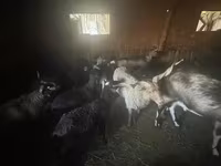 Brebis, Cameroon sheep — photo 1