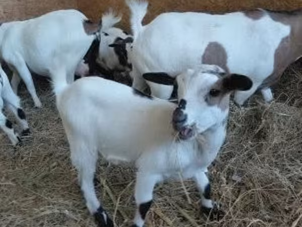 Kozioł, Dutch Landrace goats — Węgry