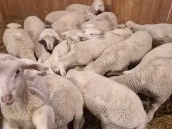 Қошқар, Merinoland sheep