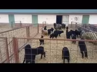 نعجة, Racka sheep — الصورة 4