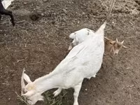 山羊（批次，未指定性别）, Goats — 照片 5