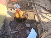 Pekinška bantam — fotografija 5