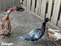 Ducks — الصورة 5