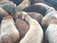 Ovan, Edilbay sheep — fotografija 1