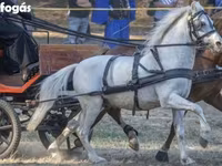 Caballo, Caballos — foto 2
