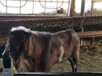 Widder, Assaf sheep — Foto 4