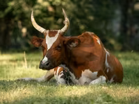 Корова, Simmental cattle — фото 1