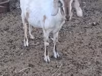 Dişi keçi, Nubian Goat — foto 2