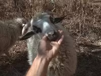 Baran, Racka sheep — zdjęcie 2