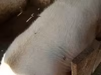 Locha, Świnie — zdjęcie 4