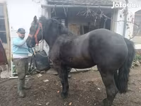 母马, Horses — 照片 2