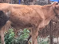 Bull, Simmental cattle — photo 5
