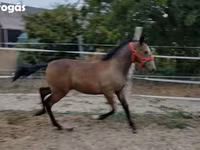 Stute, Lipizzaner — Foto 2