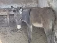 Pastuv, Коњи — fotografija 1