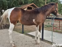 حصان, Hungarian horse breed — الصورة 2